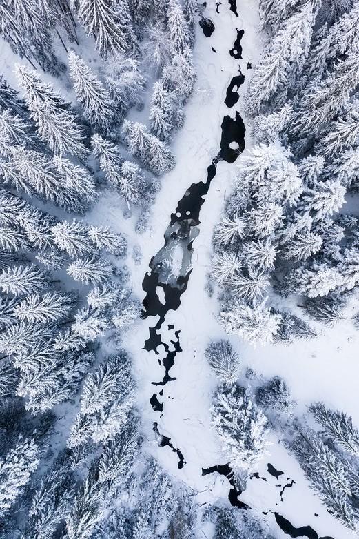 Forêt enneigée