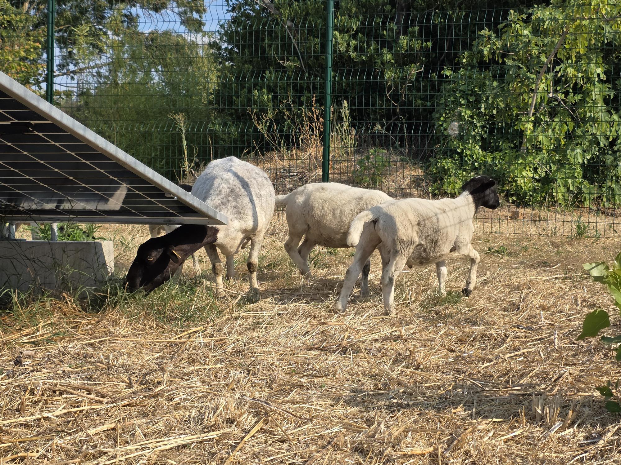 Moutons, éco pâturage