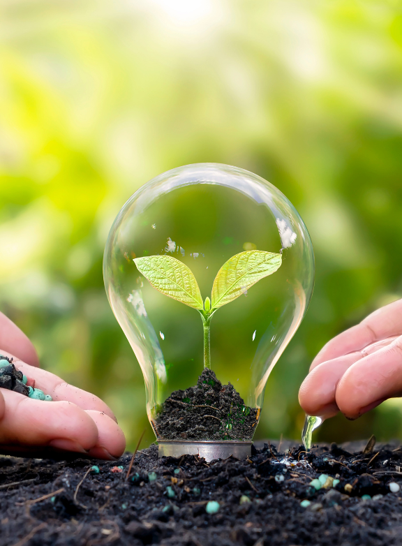 plante dans une ampoule